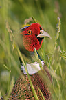 pheasant