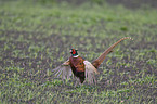 pheasant