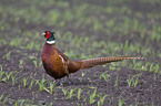 pheasant