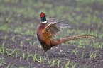 pheasant