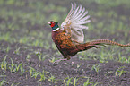 pheasant