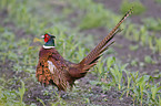 pheasant