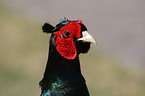 male common pheasant