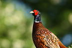 common pheasant