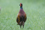 common pheasant