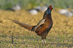 common pheasant