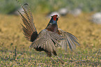 common pheasant