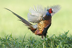 common pheasant