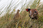common pheasants