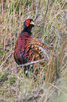 common pheasant