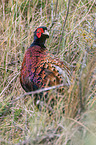 common pheasant