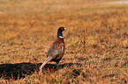 common pheasant