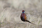 common pheasant