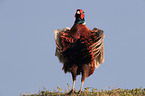 common pheasant