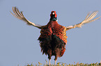 common pheasant