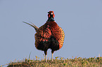 common pheasant