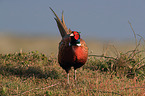 common pheasant