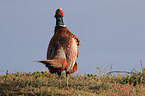 common pheasant