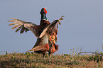 common pheasant