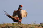 common pheasant