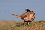 common pheasant