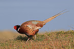 common pheasant