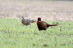 common pheasants
