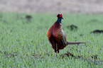 common pheasant