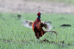 common pheasant