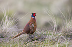 common pheasant