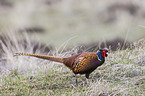 common pheasant