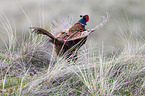 common pheasant