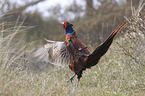 common pheasant