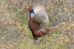 common pheasant