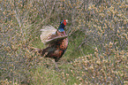 common pheasant