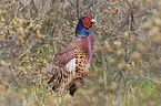 common pheasant