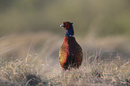 common pheasant