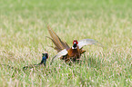 fighting Ring-necked Pheasant