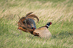 fighting Ring-necked Pheasant