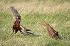 fighting Ring-necked Pheasant