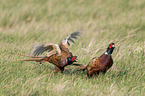 fighting Ring-necked Pheasant