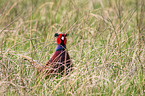 Ring-necked Pheasant on the meadow