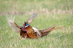 Ring-necked Pheasants on the meadow