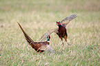 Ring-necked Pheasants on the meadow