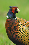 Ring-necked Pheasant portrait