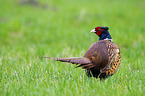standing Ring-necked Pheasant