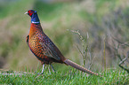 standing Ring-necked Pheasant