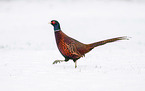 walking Ring-necked Pheasant