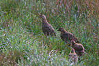 pheasants