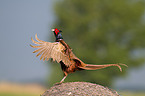 pheasant